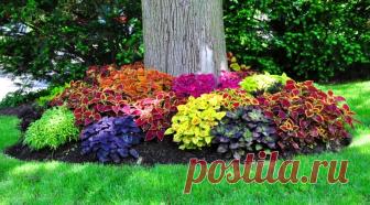 Что можно посадить под деревом