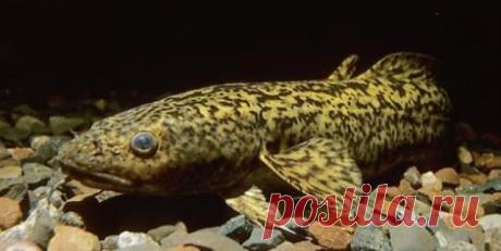 Универсальная рыболовная насадка - легкое животных и птицы - Самоделки для рыбалки своими руками