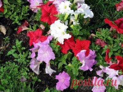 Сказочная красавица петуния