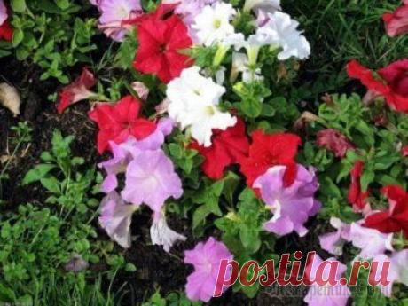 Сказочная красавица петуния