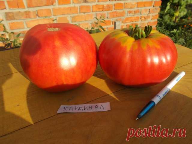 томат севрюга фото отзывы - 394 картинки. Поиск Mail.Ru