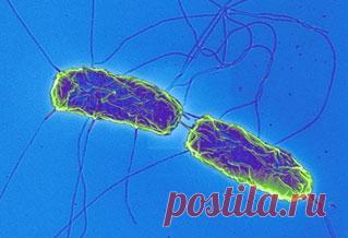 Брюшной тиф: причины, симптомы, лечение :: SYL.ru