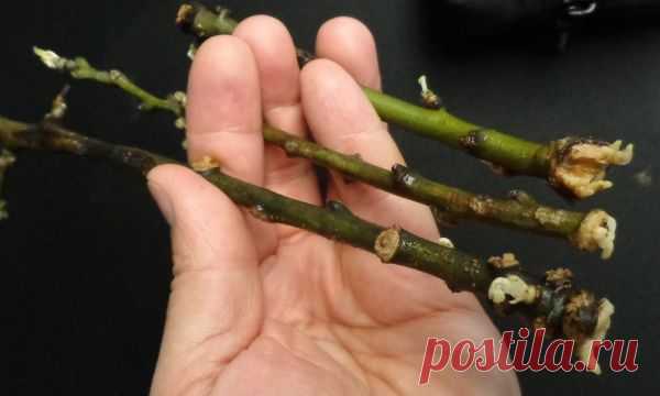 Новости - МирТесен