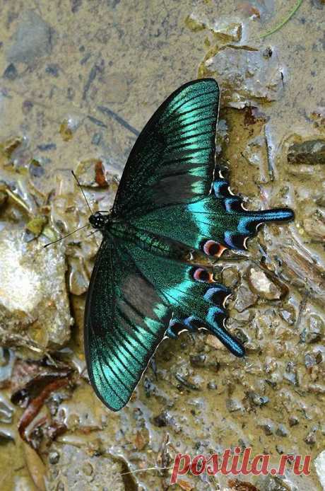 iridescent | mother-of-pearl | gleaming | shimmering | metallic rainbow | shine | Alpine Black Swallowtail (Papilio maackii)   |   Pinterest • Всемирный каталог идей