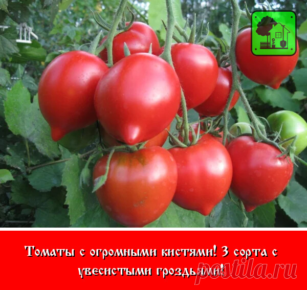 Здравствуйте, здравствуйте, дорогие любители дачи и огорода!

Существует множество сортов томатов, которые дают богатый урожай по 5-6 шт плодов в кисти, а то и больше. Многим огородникам полюбились сорта именно кистевых томатов, которые объединили в себе целый ряд отличных качеств. Среди них найдется именно тот сорт, который будет по душе каждому огороднику: это и индетерминантные (другими словами высокорослые, неограниченные в росте) и детерминантные (ограниченные в росте...