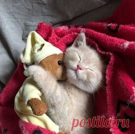 Сладкий сон — Убойный юмор - amworld