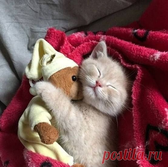 Сладкий сон — Убойный юмор - amworld