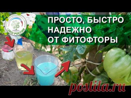 ОБРАБОТАЙТЕ ЭТИМ ПОМИДОРЫ И ЗАБУДЬТЕ ПРО ФИТОФТОРОЗ НА ПОМИДОРАХ.