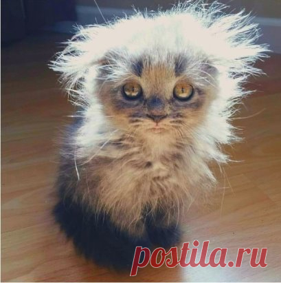 Так вот ты какое... чучело-мяучело...