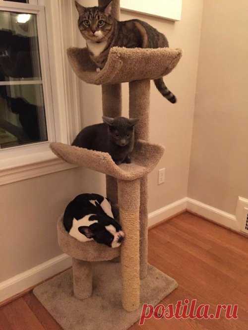 Собаки, которые думают, что они — кошки