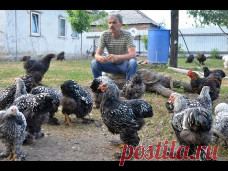 Кокцидиоз и глисты у кур: лечение, профилактика. Матрипула С.Б.