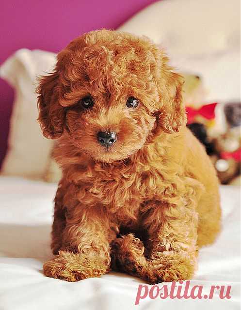 teddy bear puppy | Flickr - Photo Sharing!