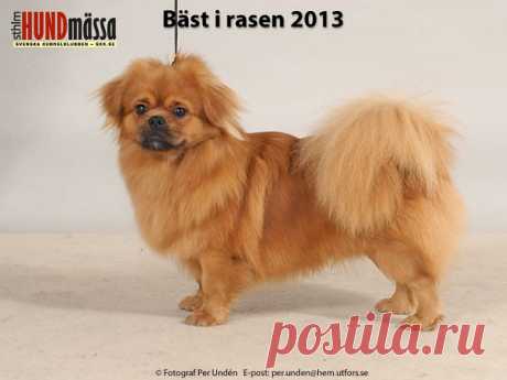 TIBETANSK SPANIEL Domare:   OJALVO DAVID, ARGENTINA  SIPPANS KEEP PLAYING MY LOVE MUSIC Ägare: SUNDGREN PAULA, VÄSTERÅS Uppfödare: SUNDSTEDT INGER, RAMNÄS