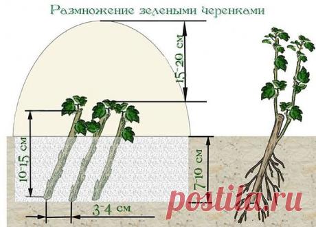 Одноклассники