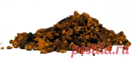 Как правильно заваривать и пить чагу?