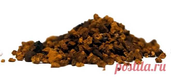 Как правильно заваривать и пить чагу?