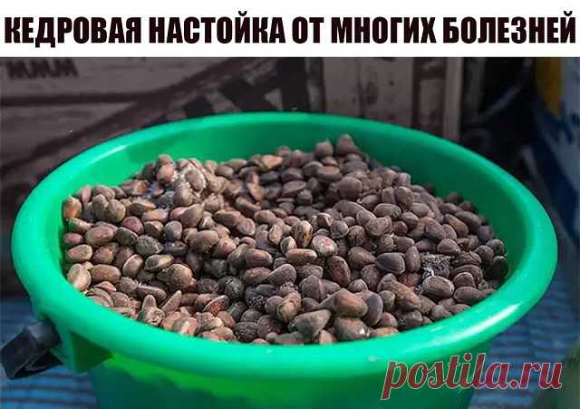 КЕДРОВАЯ НАСТОЙКА ОТ МНОГИХ БОЛЕЗНЕЙ

ИНГРЕДИЕНТЫ:

1 стакан кедровых орехов (со скорлупой, какие-то из них можно раздавить, измельчить хотя бы половину стакана), 
150 г (примерно стакан) сахара,
0,5 л (бутылка) водки.

ПРИГОТОВЛЕНИЕ:

Орехи и сахар залить водкой и поставить в тёплое темное место на 14 дней. Смесь ежедневно встряхивать. 
И делать-то ничего не надо, только встряхивать бутылку, иначе сахар плохо растворяется.
Через 14 дней процедить. То, что осталось залить ...