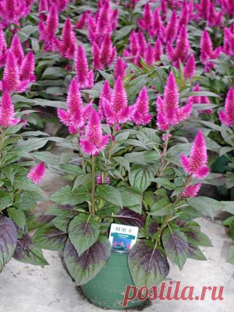 целозия фото цветов: 3 тыс изображений найдено в Яндекс.Картинках