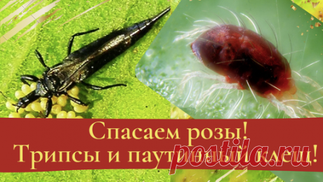 Галина Баскакова. Розовый сад. | Спасаем розы! Трипсы и паутинный клещ.