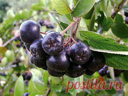 Ещё раз о пользе аронии » Интернет-газета Кумушка.com