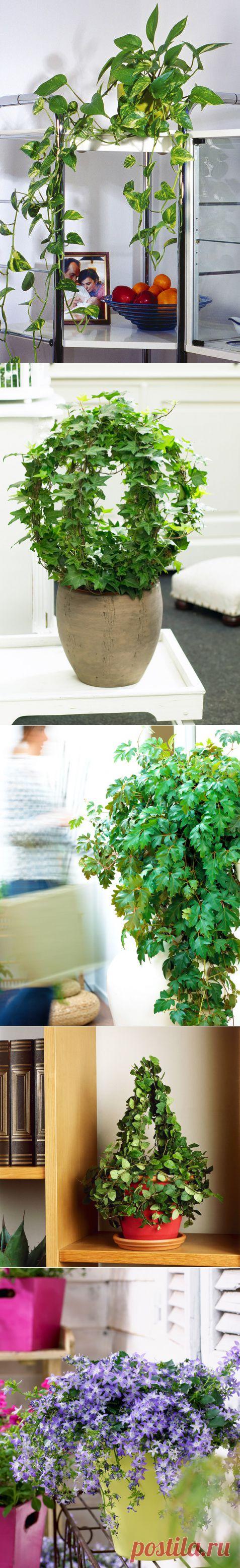 10 самых популярных вьющихся растений | статьи рубрики “Дом” | Леди Mail.Ru
