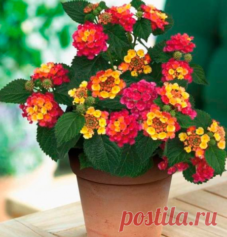 Комнатное растение Лантана (Lantana). Лантана - старинное латинское название калины. Лантану выращивают ради красивых шаровидных соцветий, постепенно меняющих свою окраску. Они могут быть желтыми, красными, оранжевыми, белыми. Родина этих вечнозеленых растений - тропические районы Америки и Африки, где они растут как сорняки. У лантаны грубые морщинистые листья, которые смотрятся не слишком декоративно. С начала XIX в. в культуре поддерживают вид L.camara, выведено много его гибридных форм.