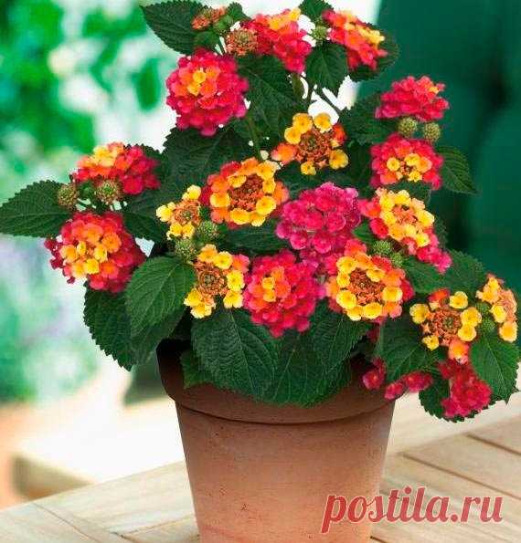 Комнатное растение Лантана (Lantana). Лантана - старинное латинское название калины. Лантану выращивают ради красивых шаровидных соцветий, постепенно меняющих свою окраску. Они могут быть желтыми, красными, оранжевыми, белыми. Родина этих вечнозеленых растений - тропические районы Америки и Африки, где они растут как сорняки. У лантаны грубые морщинистые листья, которые смотрятся не слишком декоративно. С начала XIX в. в культуре поддерживают вид L.camara, выведено много его гибридных форм.
