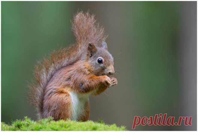 Red Squirrel - de eekhoorn, rode eekhoorn of gewone eekhoorn (Sciurus vulgaris) is de in Europa meest voorkomende eekhoorn. Een perfecte dag samen met Judith en Klaas in de Boshut Clinge in Zeeland ....., het was weer genieten, 👍!