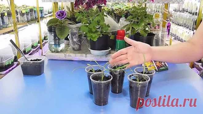 РАССАДА ГАЦАНИИ! ПИКИРОВКА СЕЯНЦЕВ! Выращивание и подкормка!