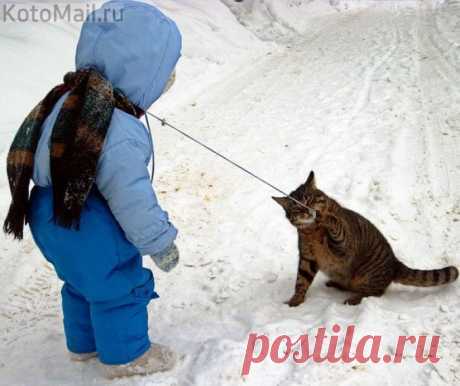 Уже погуляли! Пошли домой... | KotoMail.ru