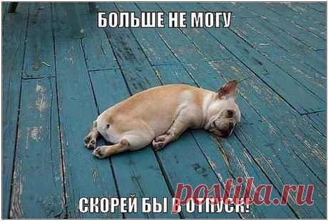 Даже собаки устают.