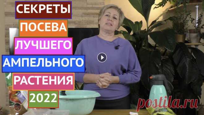 ОБ ЭТОМ РАСТЕНИИ МЕЧТАЕТ КАЖДЫЙ! ВЫРАЩИВАЕМ ДИХОНДРУ ИЗ СЕМЯН! ОБ ЭТОМ РАСТЕНИИ МЕЧТАЕТ КАЖДЫЙ! ВЫРАЩИВАЕМ ДИХОНДРУ ИЗ СЕМЯН!...