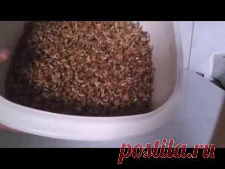 Солод ржаной делаем сами (для хлеба)