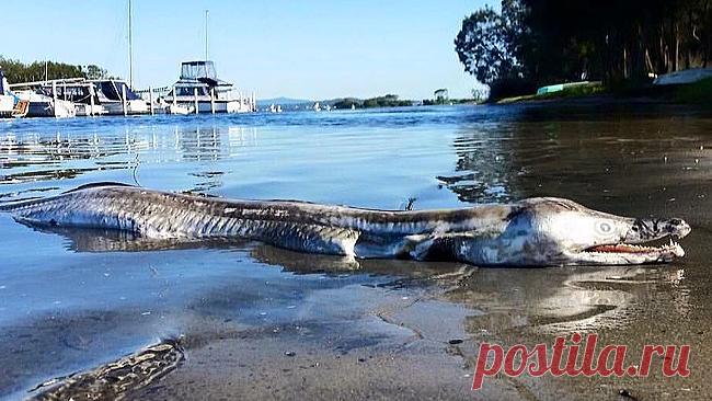 Этот жуткий морской зверь буквально шокировал интернет!