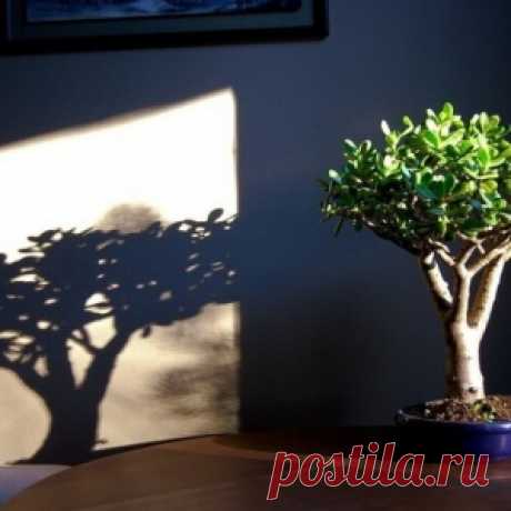 КАК ДОБИТЬСЯ ЦВЕТЕНИЯ ДЕНЕЖНОГО ДЕРЕВА... - МирТесен
