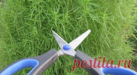 Кохии для топиари / Дом в селе - жизнь на даче круглый год! / 7dach.ru