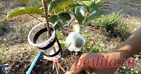 Способ для формирования саженца с любого дерева: берем пластиковый стаканчик