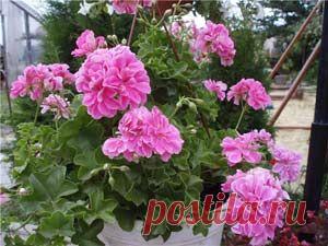 Комнатные растения, уход, энциклопедия растений, домашние цветы, фото, названия