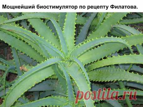 Мощнейший биостимулятор по рецепту Филатовa