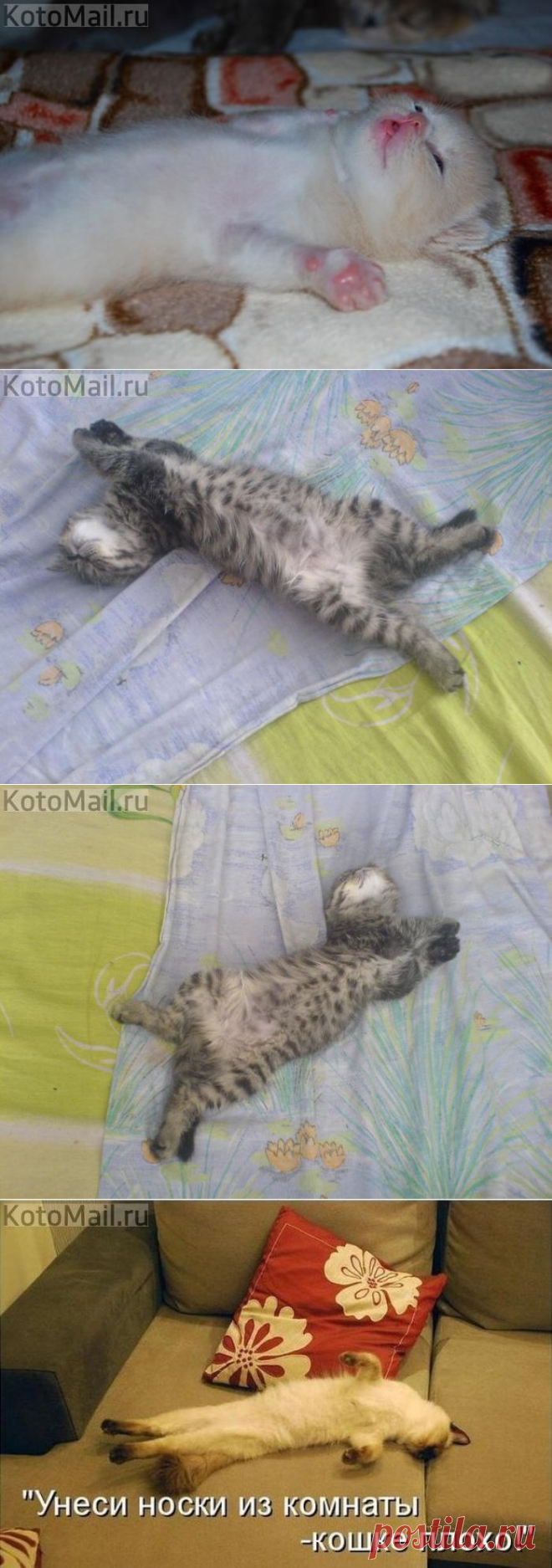 Пузом кверху | KotoMail.ru