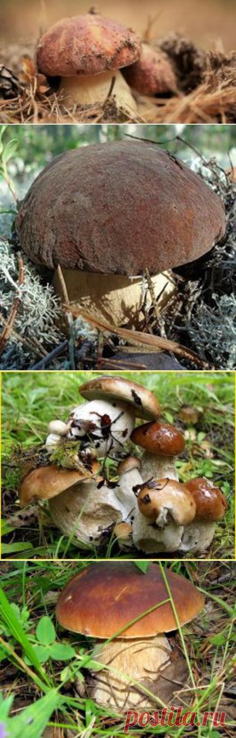 Растет в саду белый гриб | Наш уютный дом