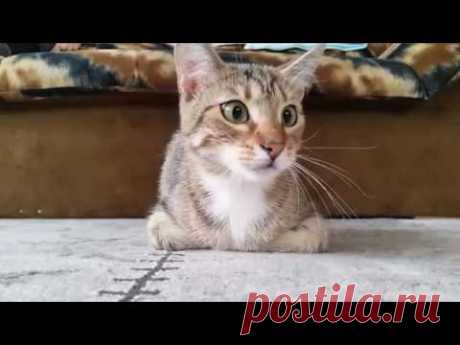 Кот, который смотрит фильм ужасов, стал звездой интернета