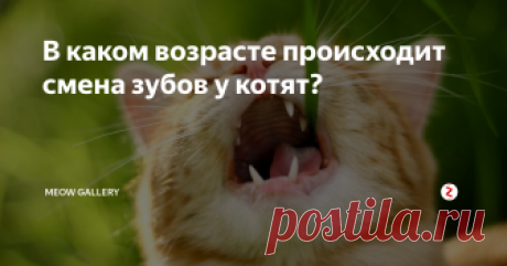 В каком возрасте происходит смена зубов у котят? Смена зубов у котят - процесс естественный, и многие животные переносят его нормально. Иногда котятам не обойтись без помощи хозяина, в этом случае человеку стоит обратиться к ветеринару. Врач осмотрит рот животного и даст рекомендации по его лечению.
Когда происходит смена зубов?
Рождаются котята без зубов.Затем, через несколько недель начинают резаться первые зубки: сначала резцы, потом клыки, а