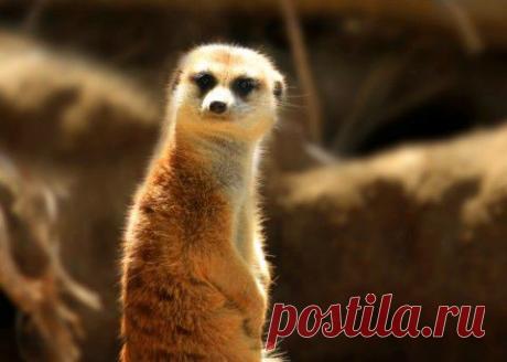 Сурикаты - зверьки, вызывающие улыбку | Хвастунишка