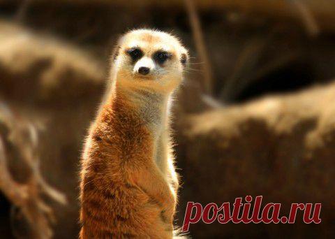Сурикаты - зверьки, вызывающие улыбку | Хвастунишка