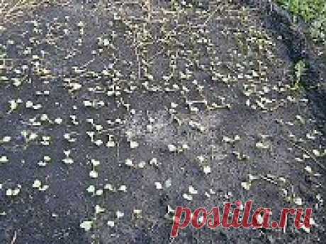 второй урожай редиса и побег с дачи