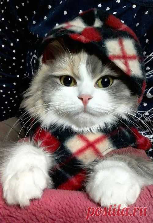 Pinterest • The world’s catalog of ideas on imgfave