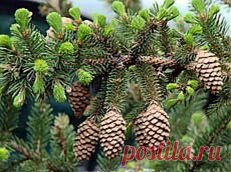 Ель и еловые шишки - целебные свойства растений. Florets.ru