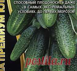 Огурец Сибирская гирлянда F1 семена - низкая цена, описание, отзывы, продажа