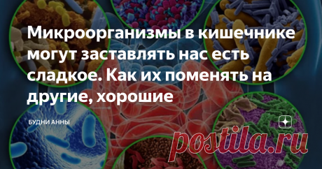 Микроорганизмы в кишечнике могут заставлять нас есть сладкое. Как их поменять на другие, хорошие